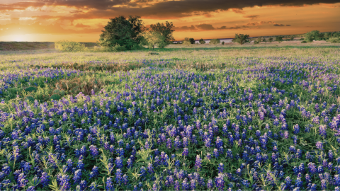 Texas Bluebonnets